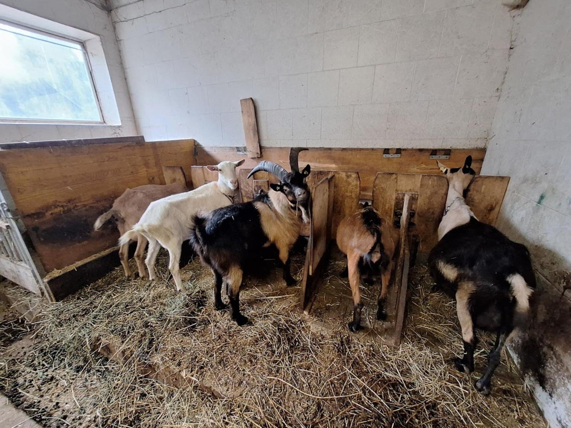 Villa Mair Am Hof - Farm - Maso - Bauernhof Sankt Lorenzen Exterior foto